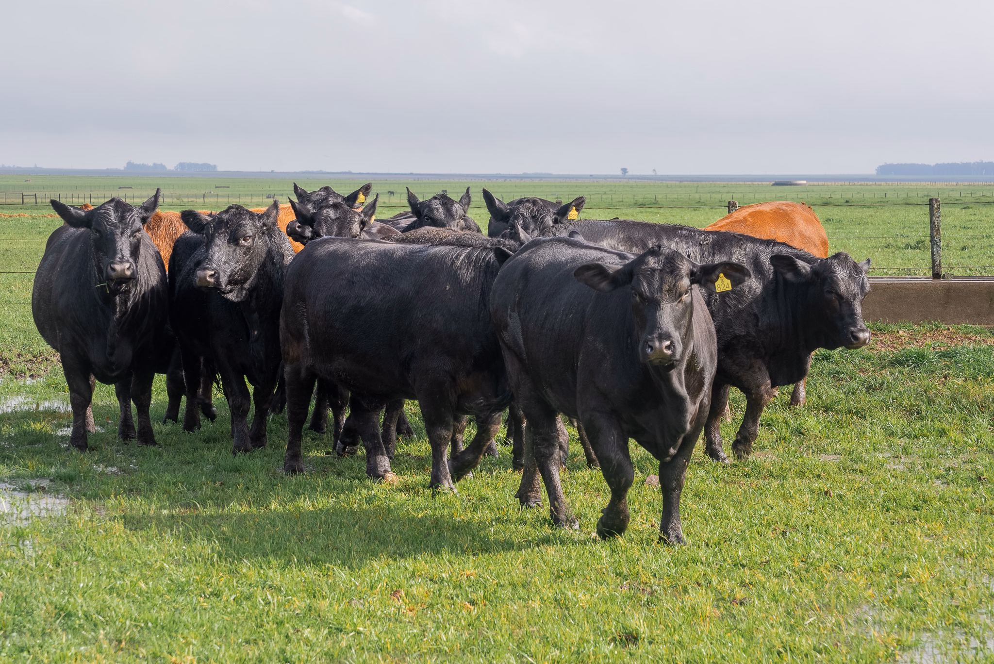 Angus em ambiente de campo da GAP