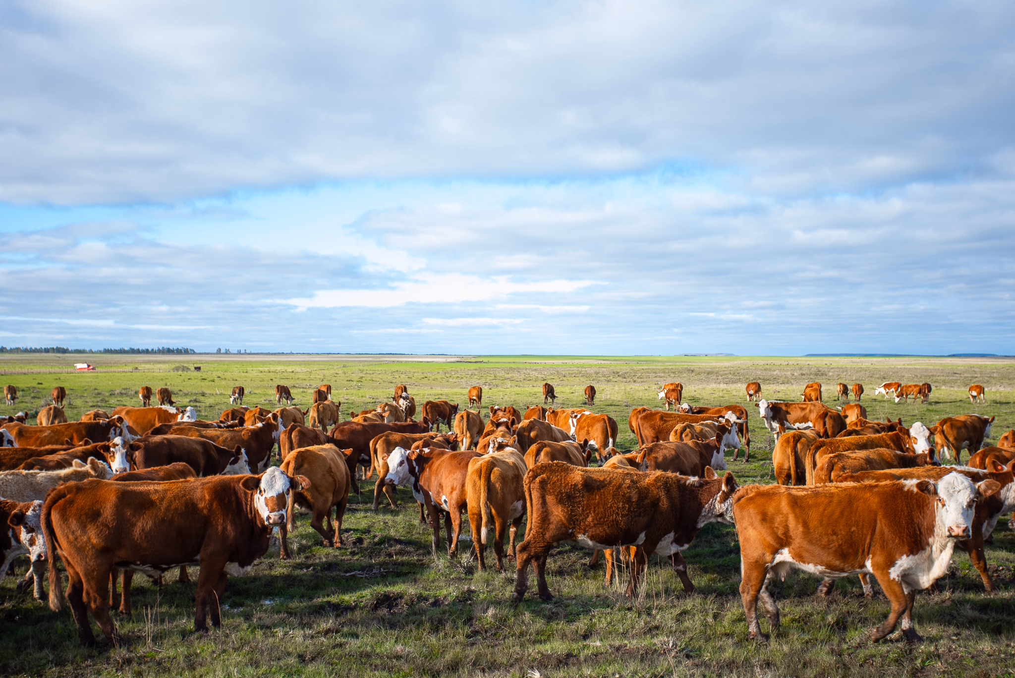 Braford em ambiente de campo da GAP