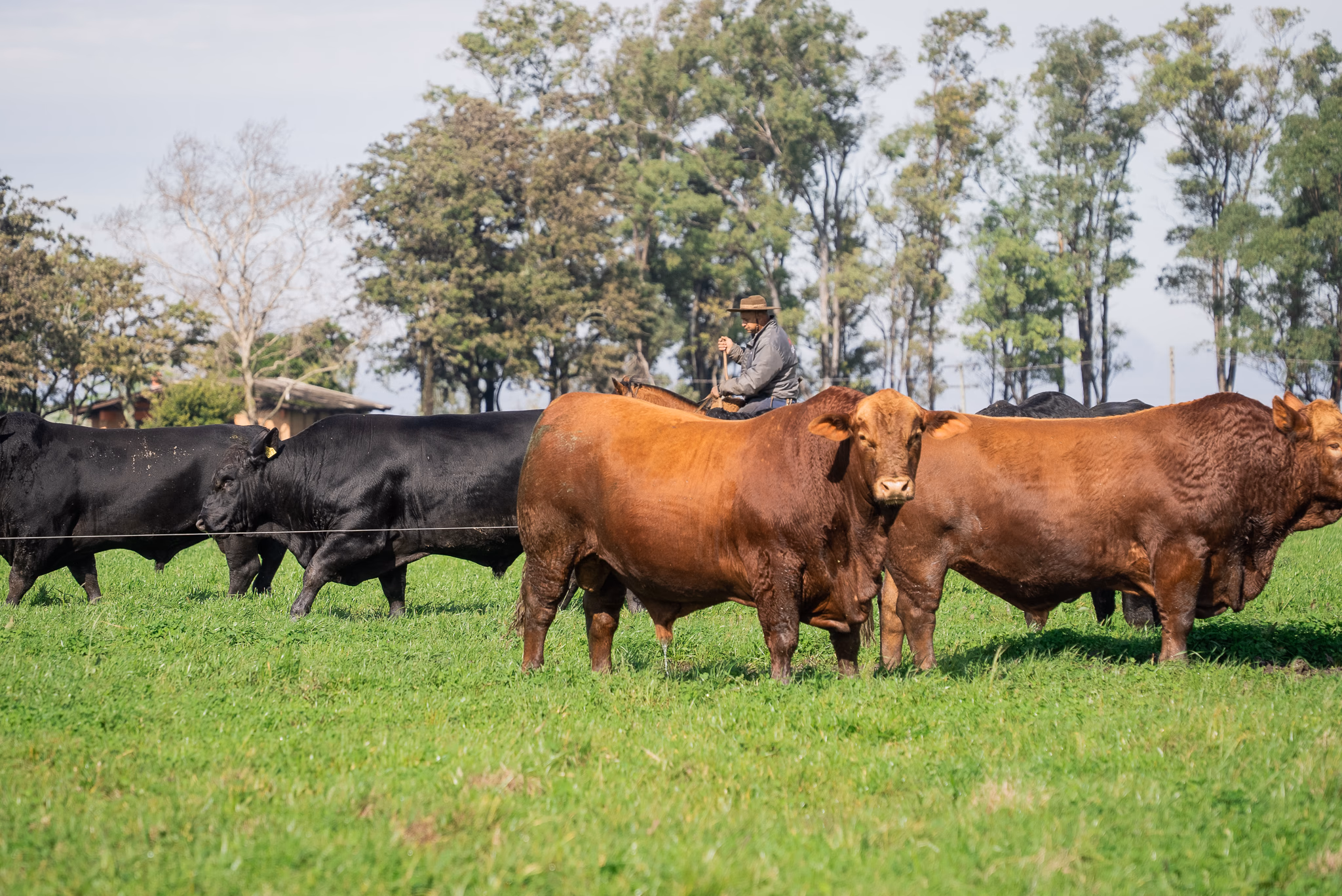 Brangus em ambiente de campo da GAP