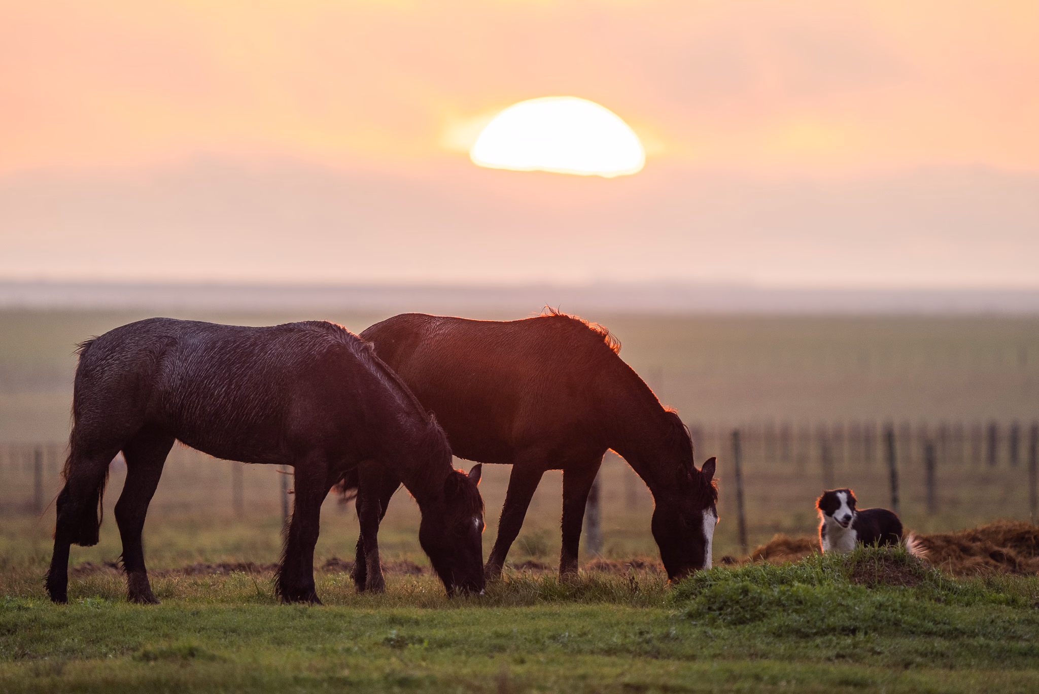 Cavalos Crioulos da GAP no campo ao entardecer