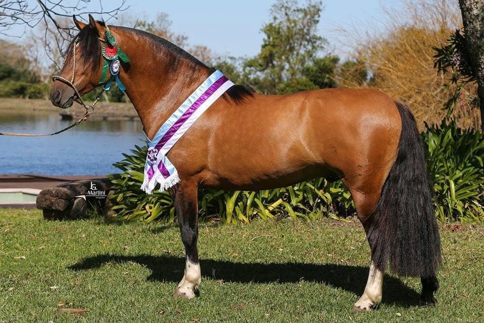Cavalo Crioulo premiado perfilado junto a uma área arborizada