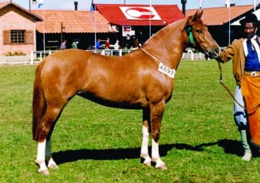 Espoleta