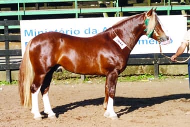 Osasco de São Pedro